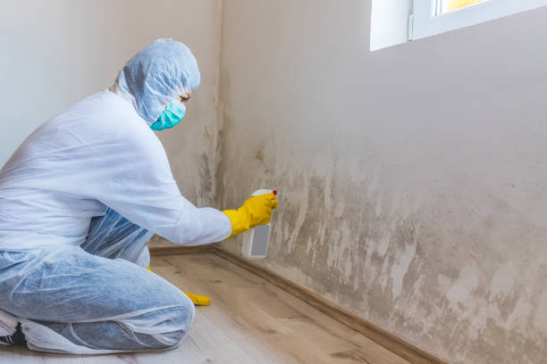 Licensed Black Mold Removal service in Stevenson, MD - WQB Mold Removal