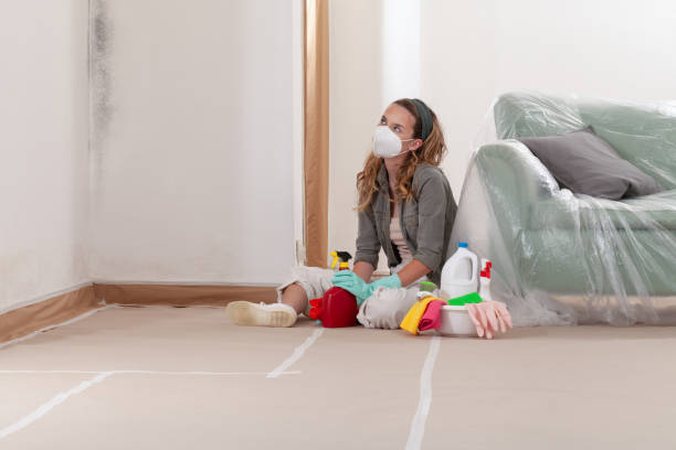 Trusted Black Mold Removal service in Stevenson, MD - WQB Mold Removal
