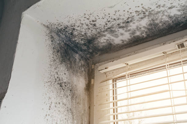 Affordable Black Mold Removal solutions in Stevenson, MD